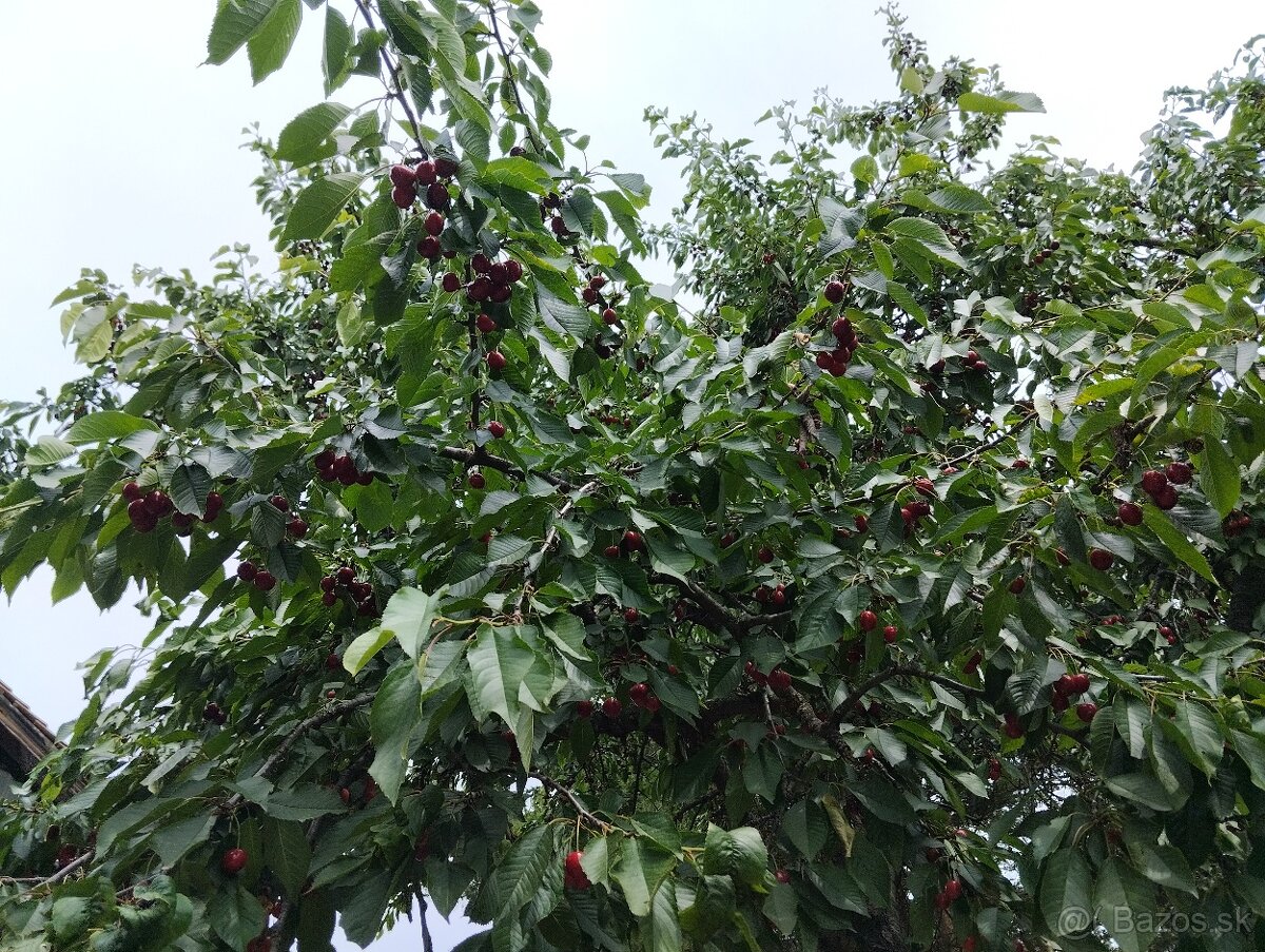 Čerešne