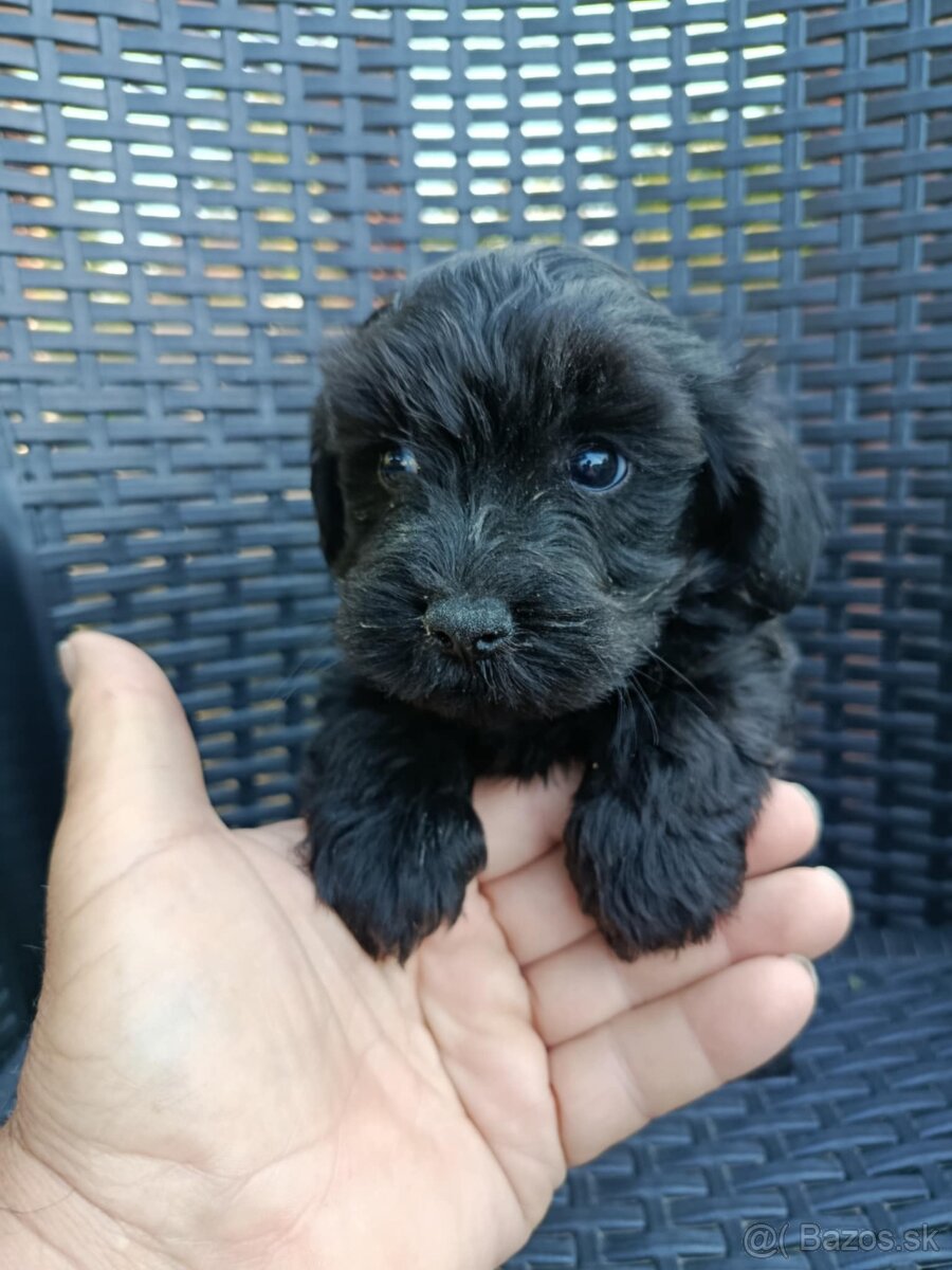 Yorkshirsky terier x toy pudel - /yorki poo/