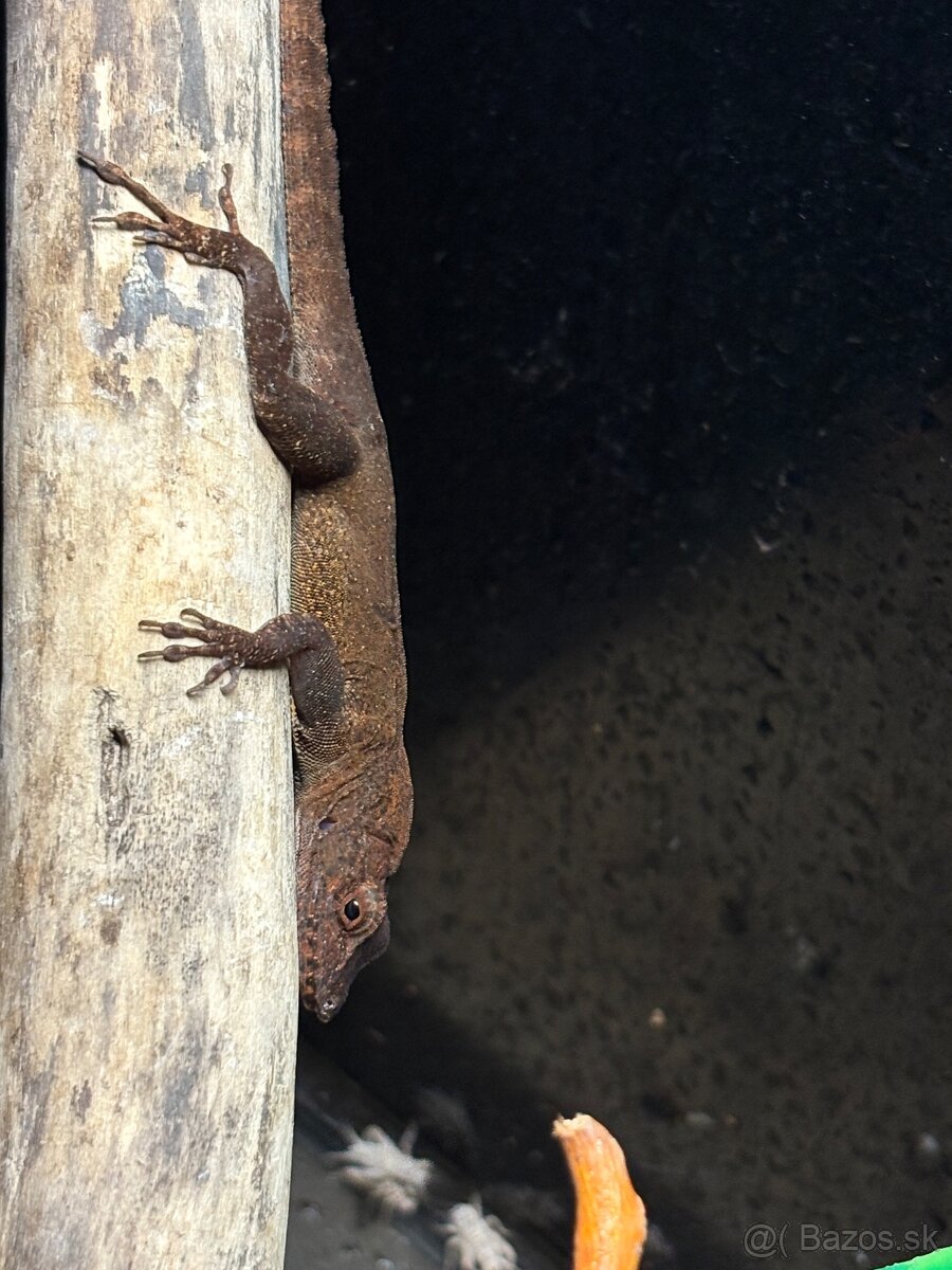 Anolis cristaleus