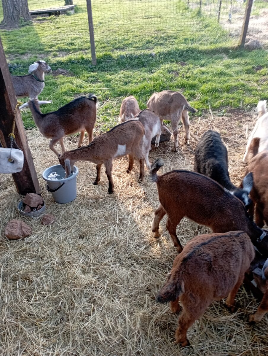 Predám dojmu kožu, kozliatka