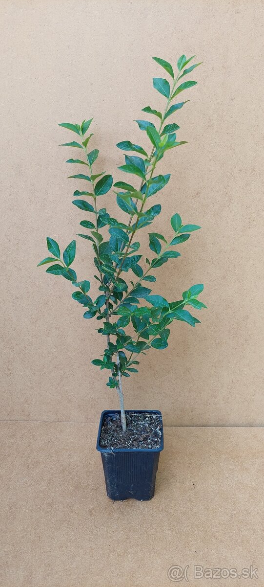 Vtáčí zob - Ligustrum vulgare Atrovirens - živý plot