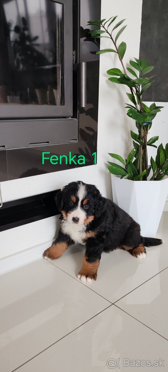 Bernský salašnicky pes