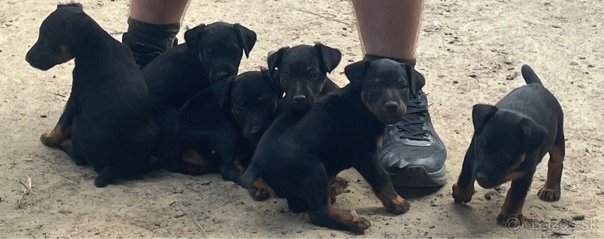 Jagdterrier