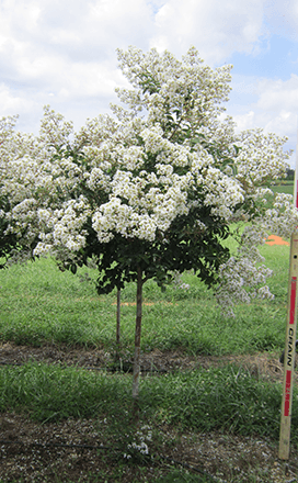 130-150 cm Myrta krepová biela (Lagerstroemia indica