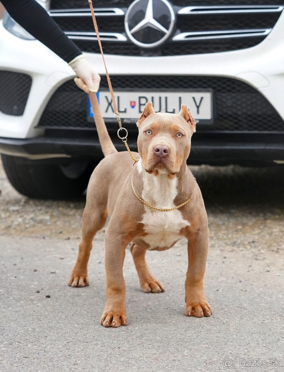 ŠTENIATKA AMERICAN BULLY XL/XXL