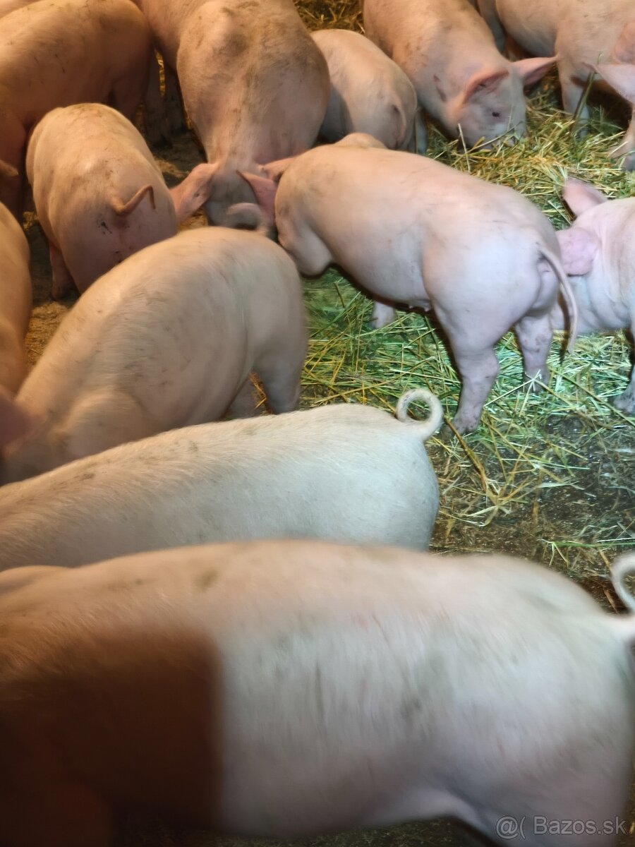 Predám odstavčatá