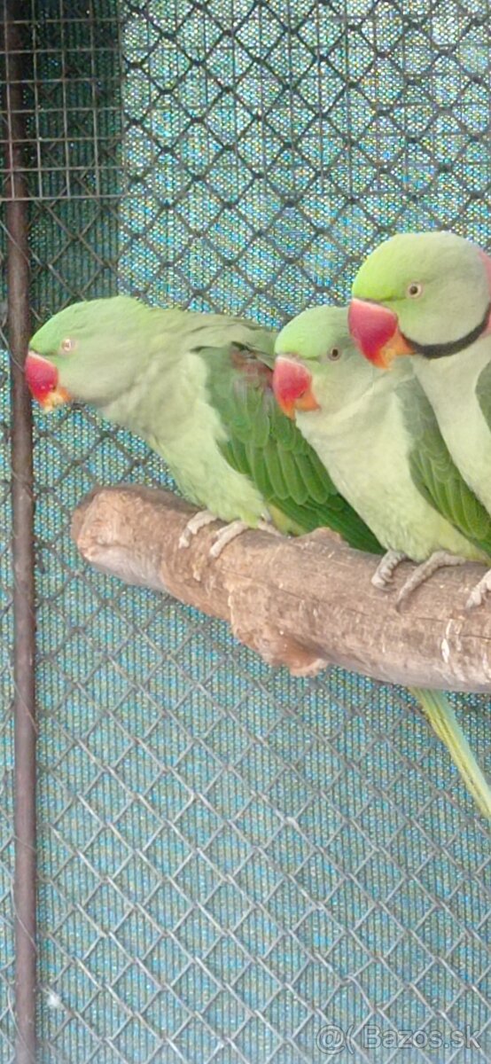 Predám Alexander Veľký