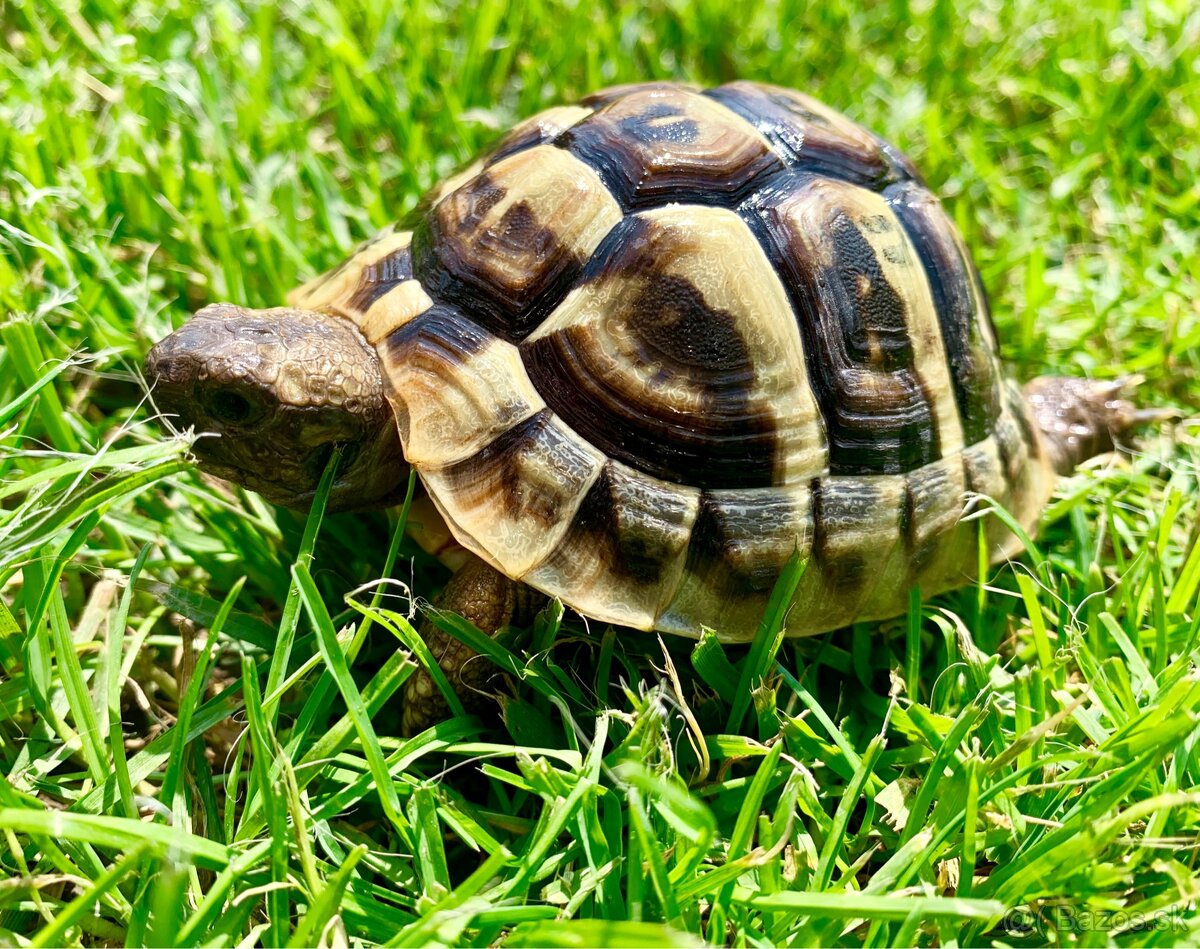 Suchozemská korytnačka - predám