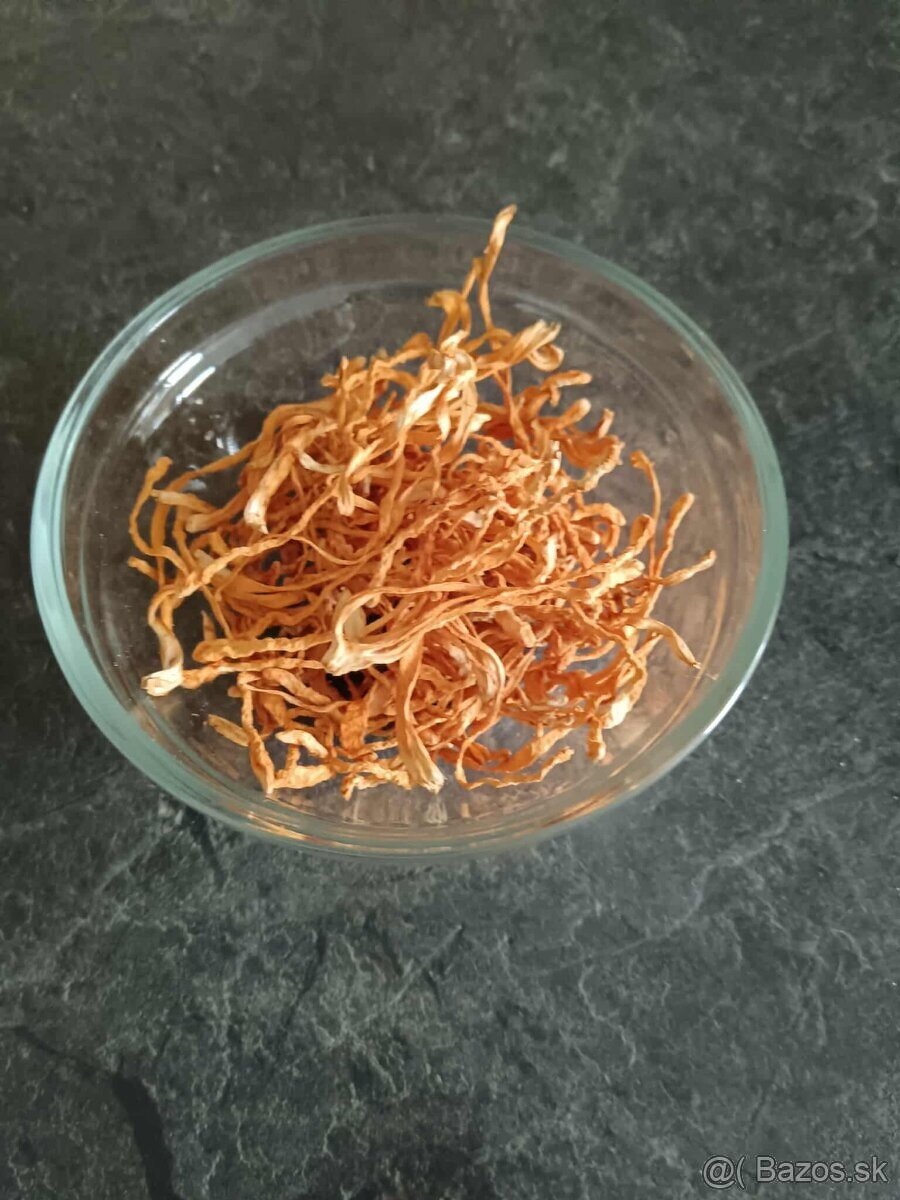 Cordyceps Militaris