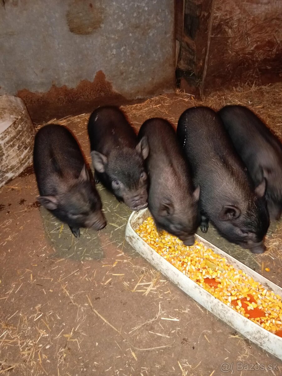 Vietnamske prasiatka