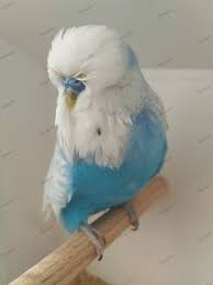 Výstavné andulky.samca 2