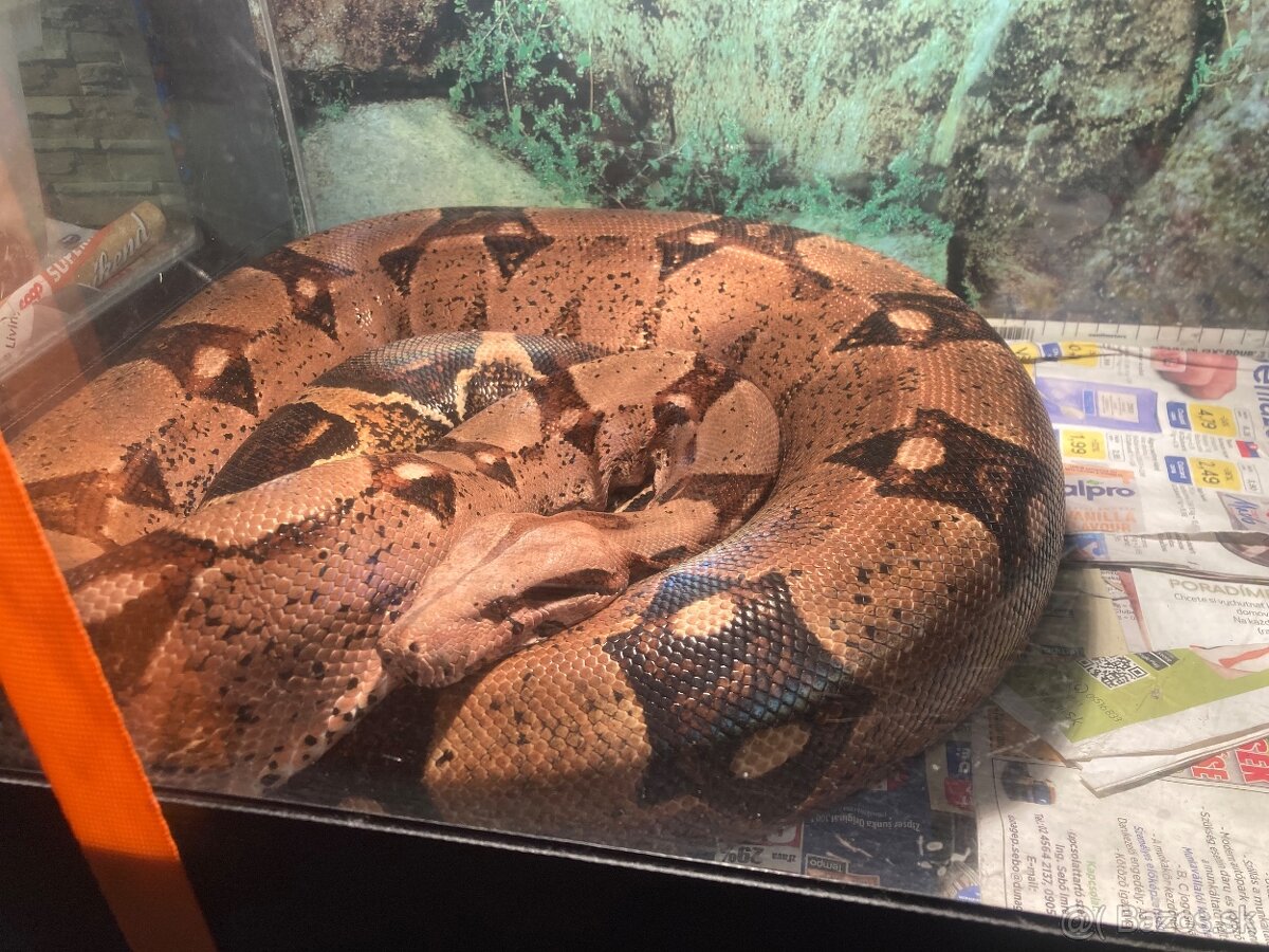 Boa Constrictor