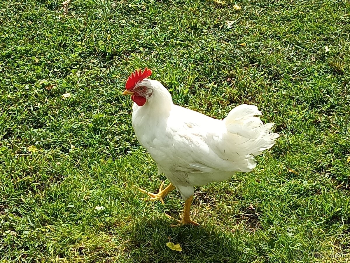 Predám kohúta Leghorn