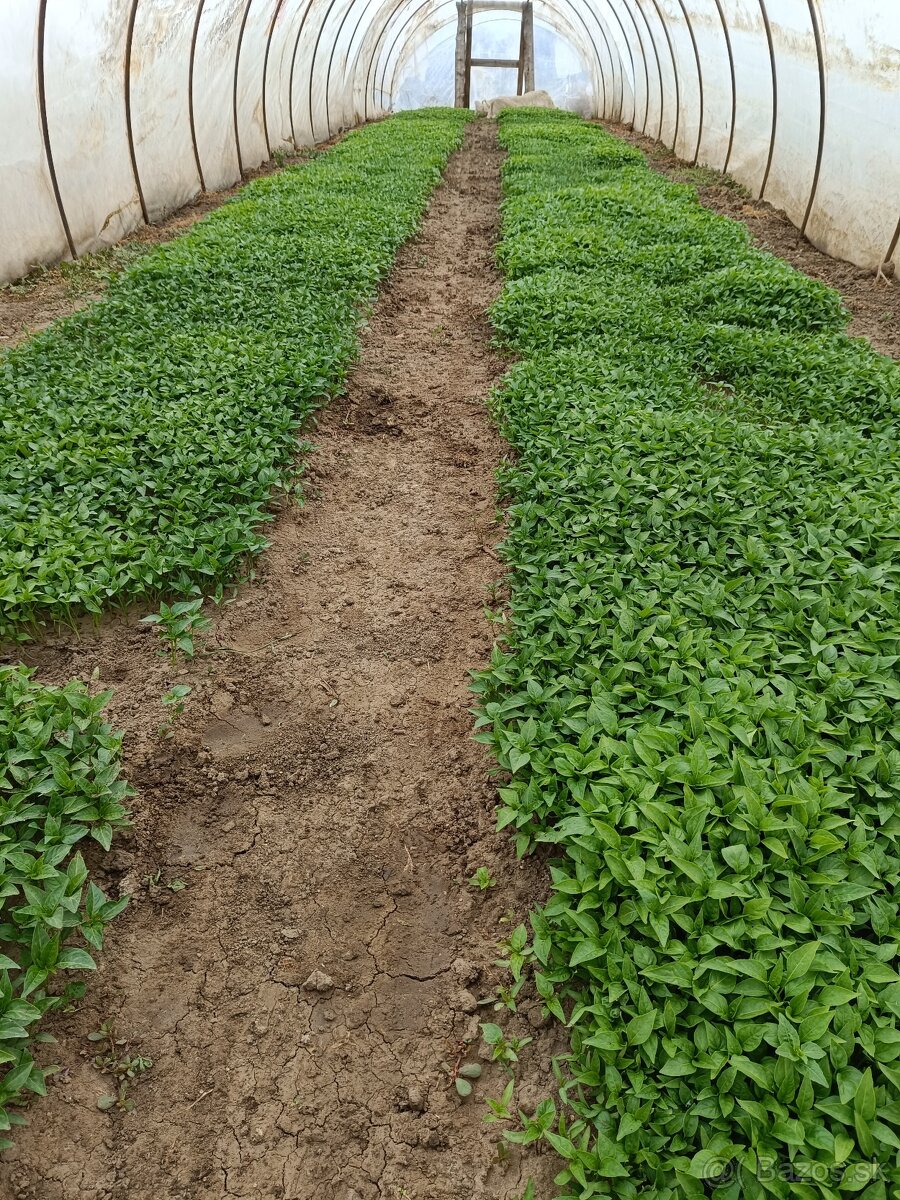 Koreninova paprika