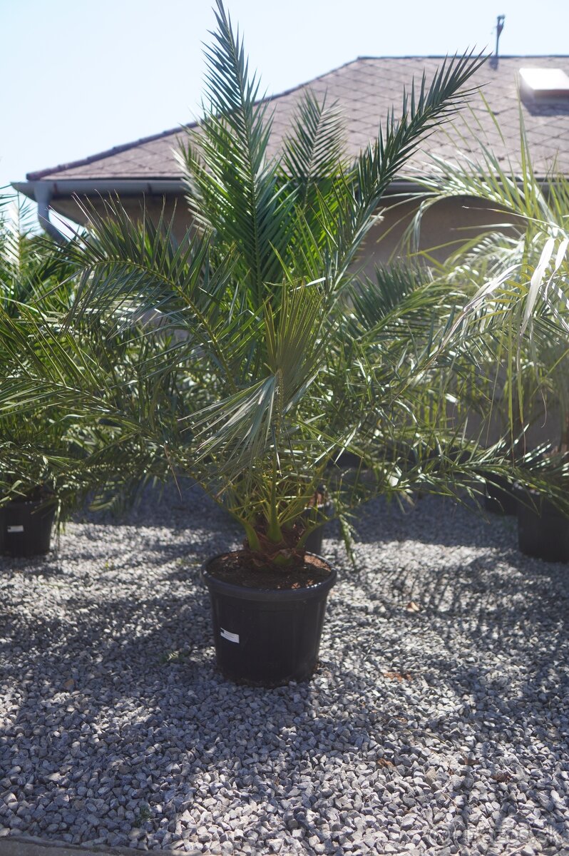 Phoenix Canariensis 45lt