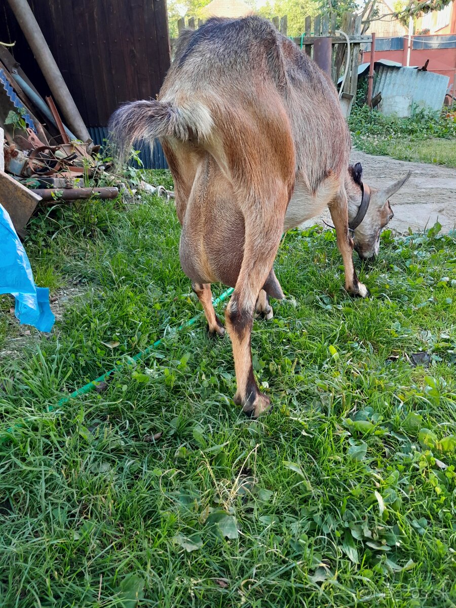 Mliečko