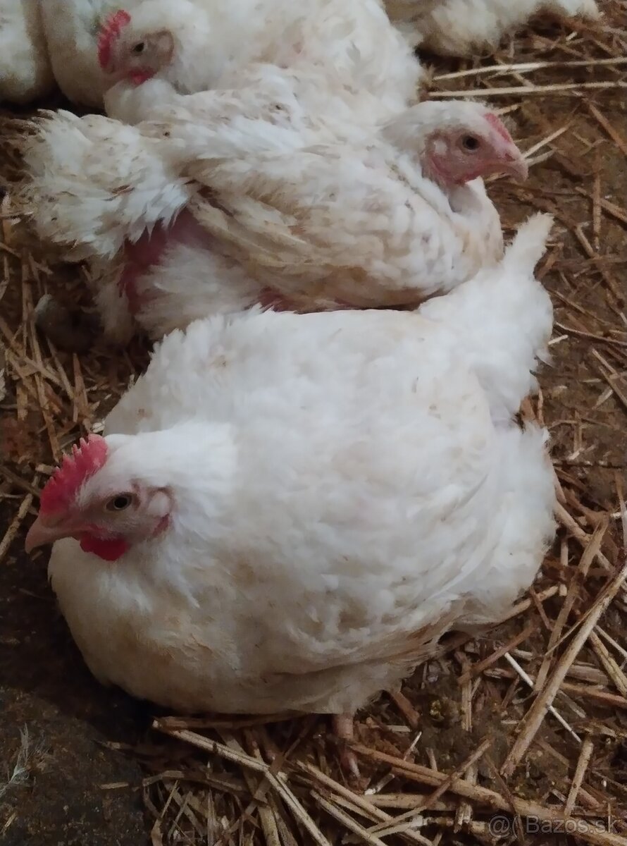 Brojlerove kurčatá