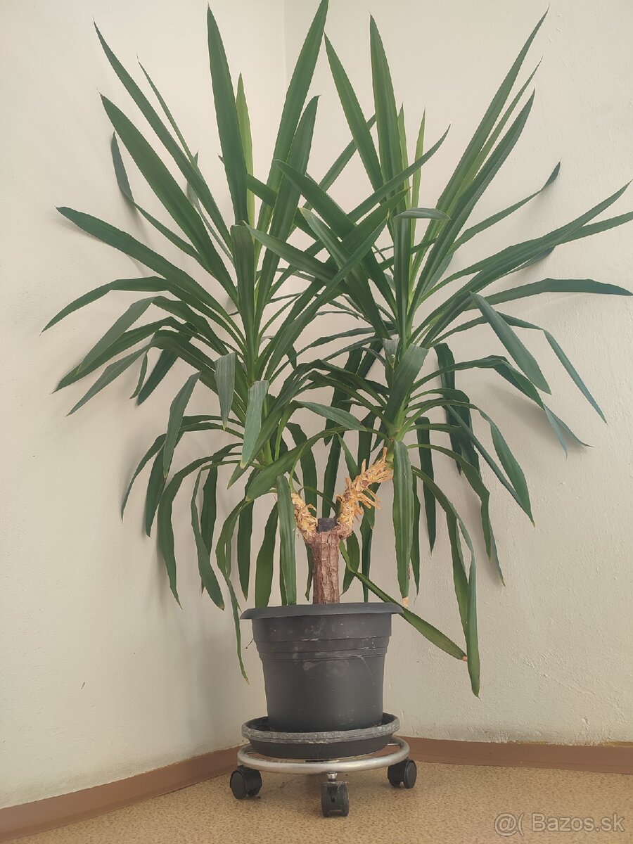 Izbova rastlina Juka