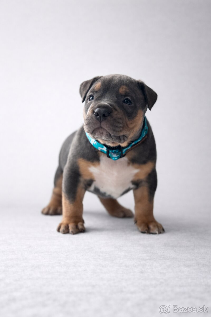 AMERICAN BULLY XL🩵💜