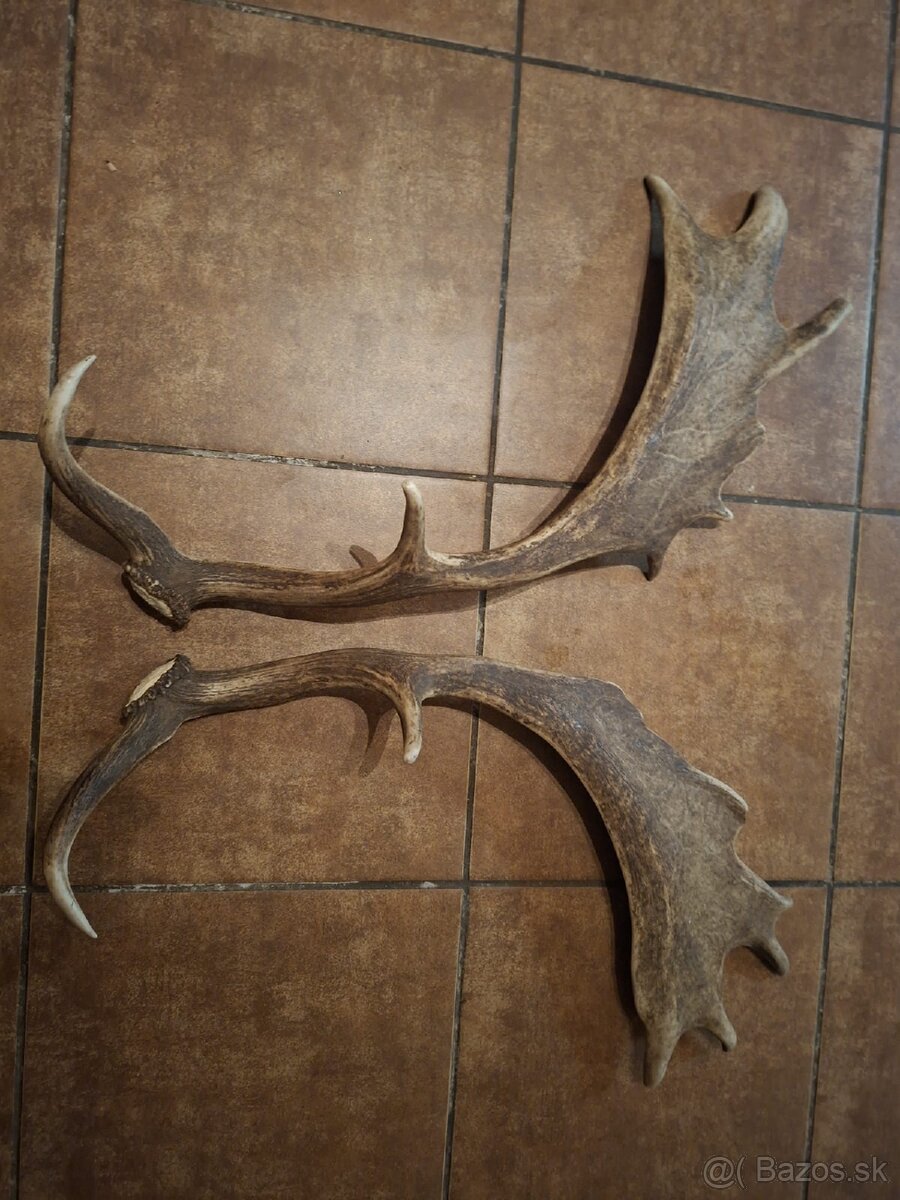 parohy,parozie, zhody,daniel