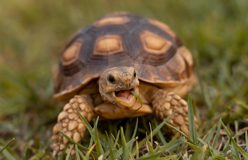 Korytnačka, korytnačky, suchozemská, vodná, ostrohata