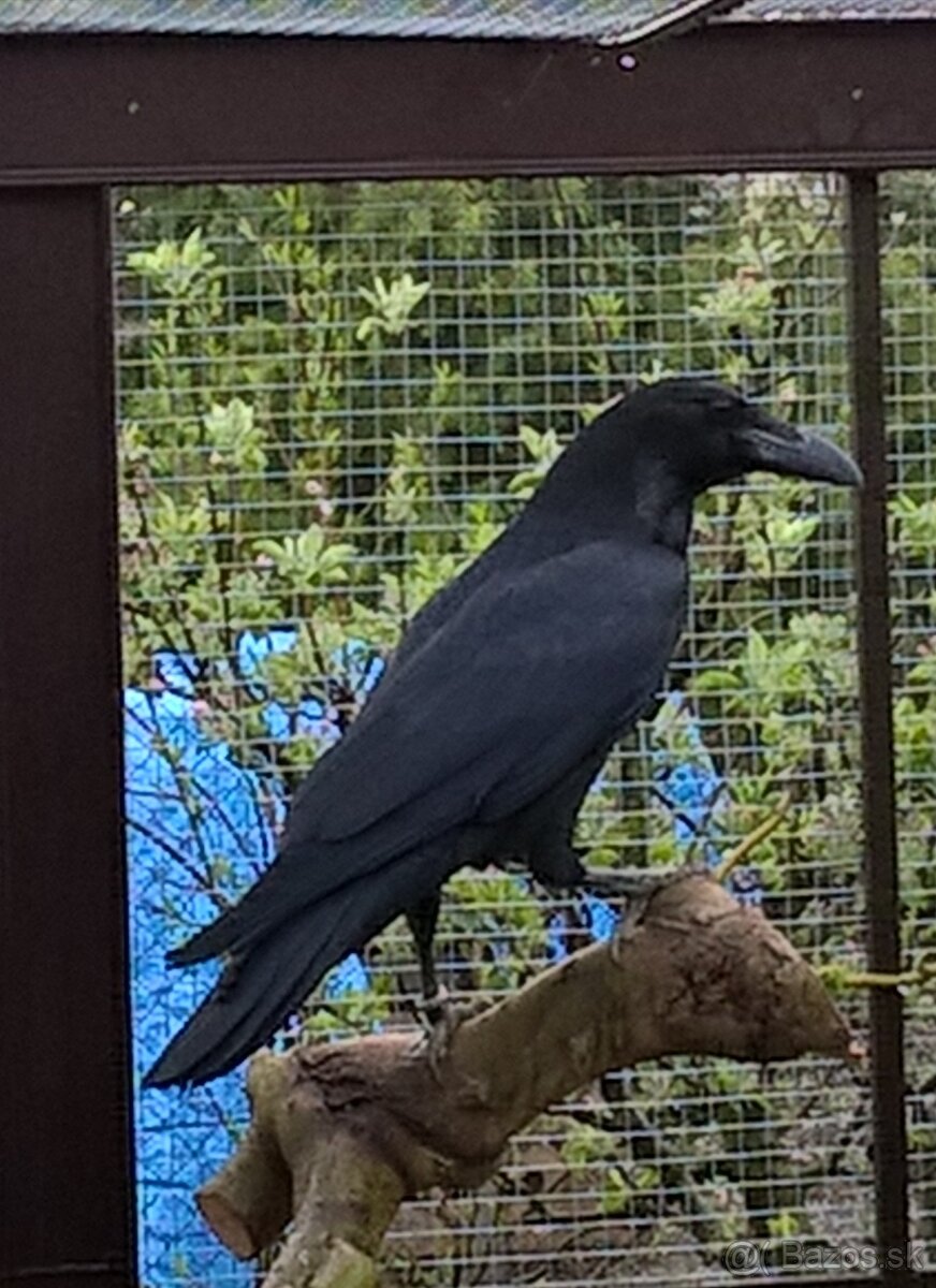 Krkavec čierny, Corvus corax