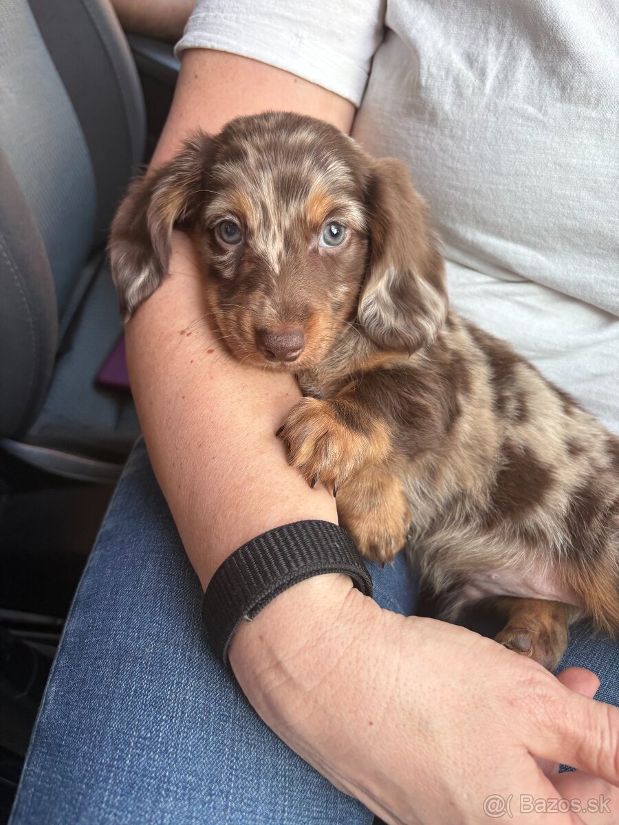 Jazvecik Chocolate Harlqequin Long Hair