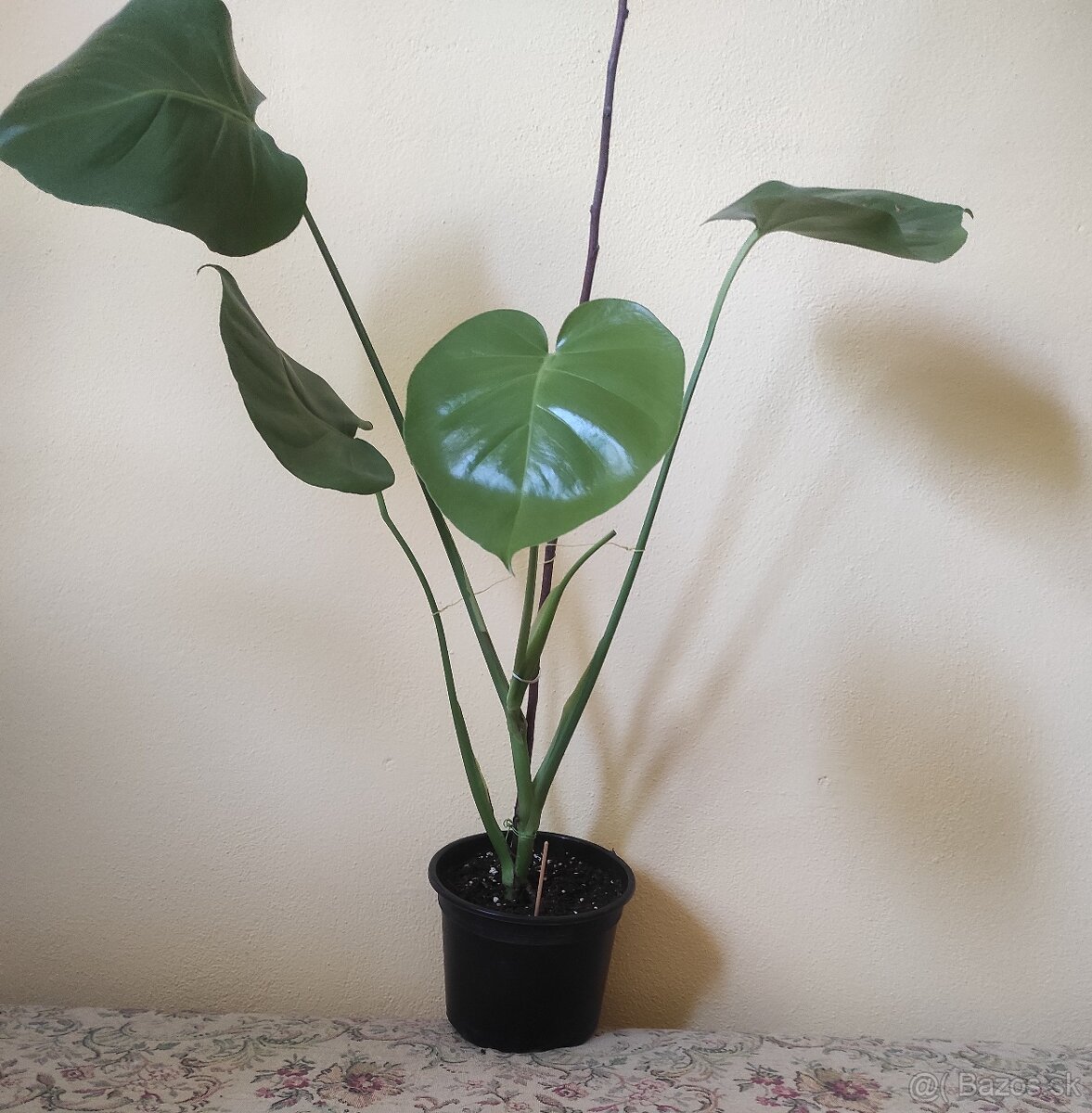 MONSTERA DELICIOSA
