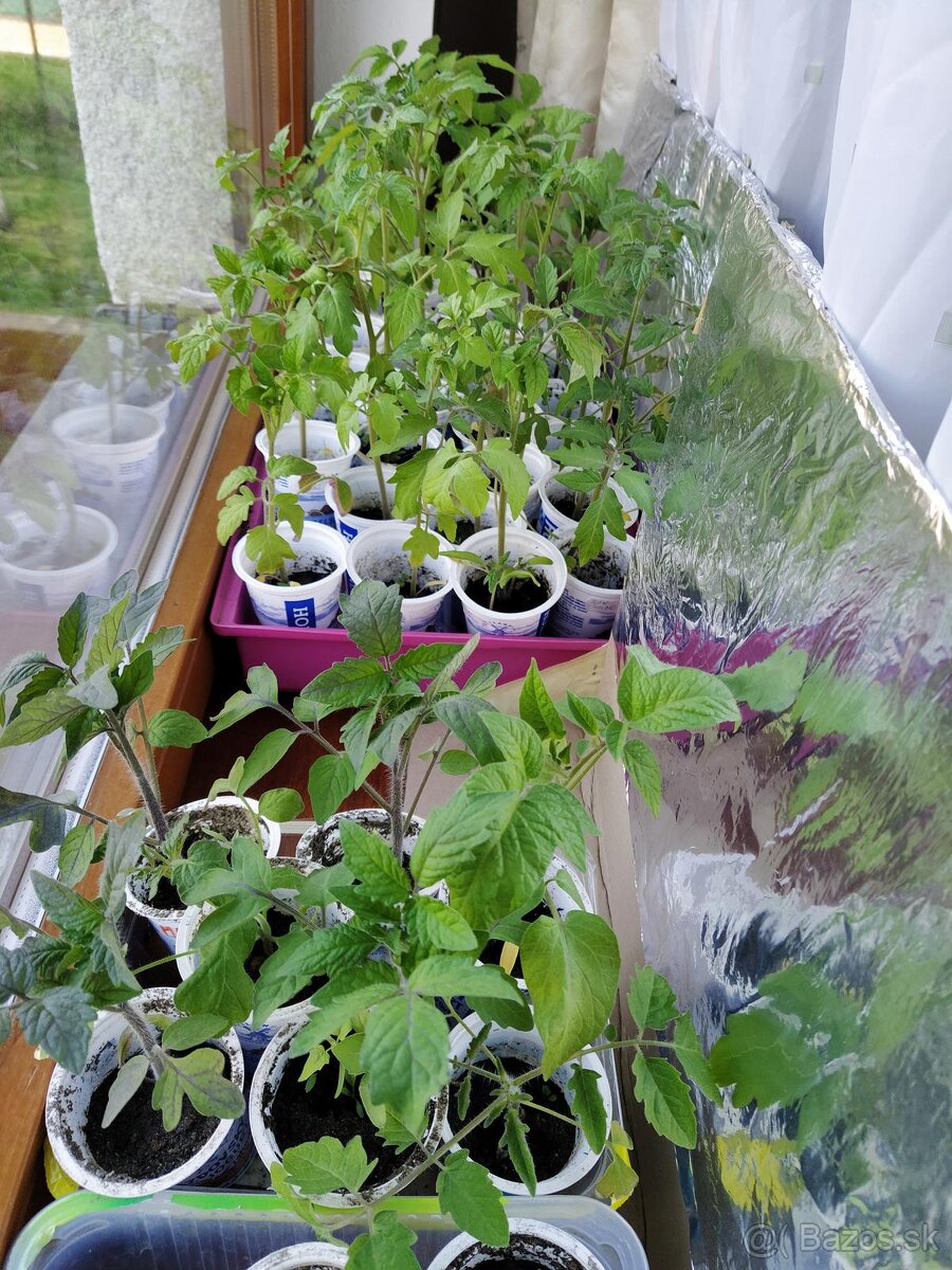 kto daruje, prípadne kúpim lacno priesady paradajok a iné