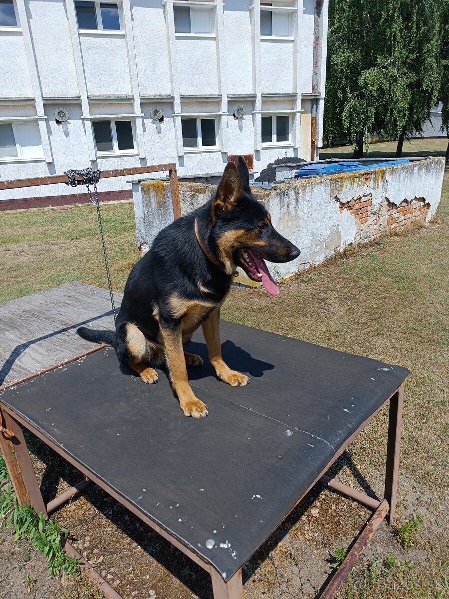 Nemecký ovčiak