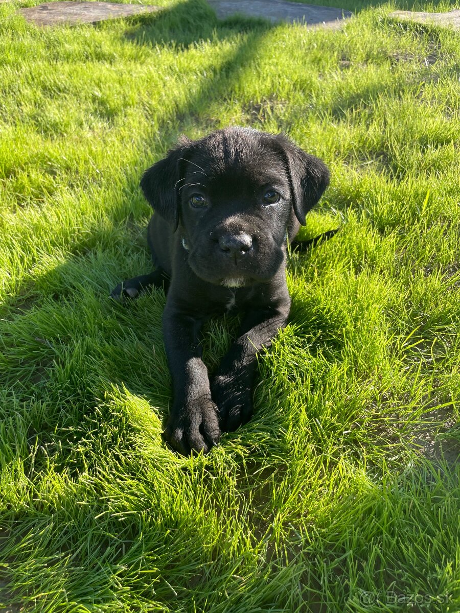 Cane corso