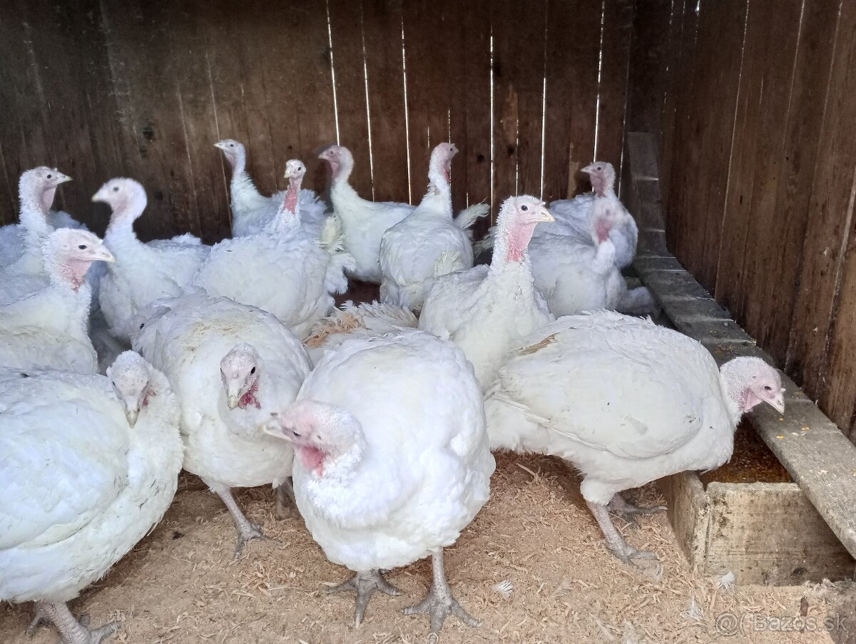 Predám morky očistené