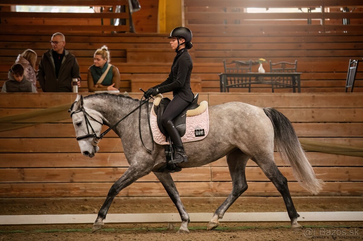 Working Equitation kobyla