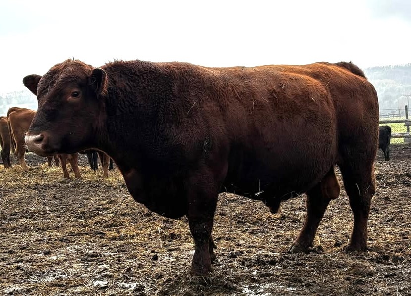 Plemenný býk Aberdeen Angus