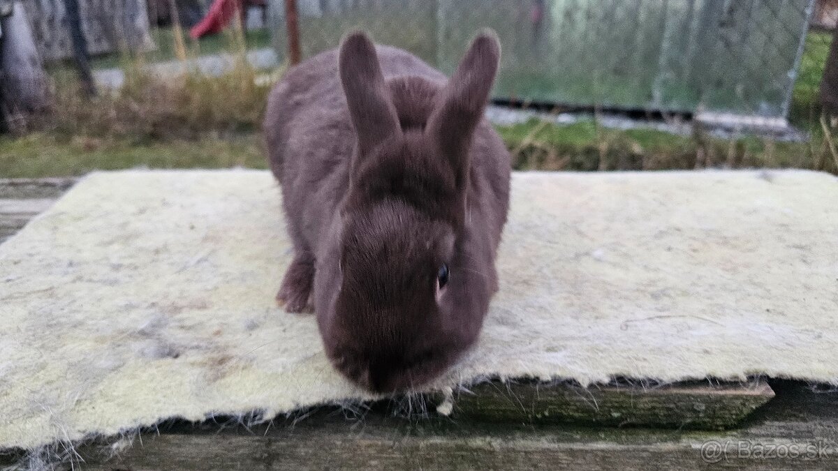 Zdrobnený strakáč havana-kominár