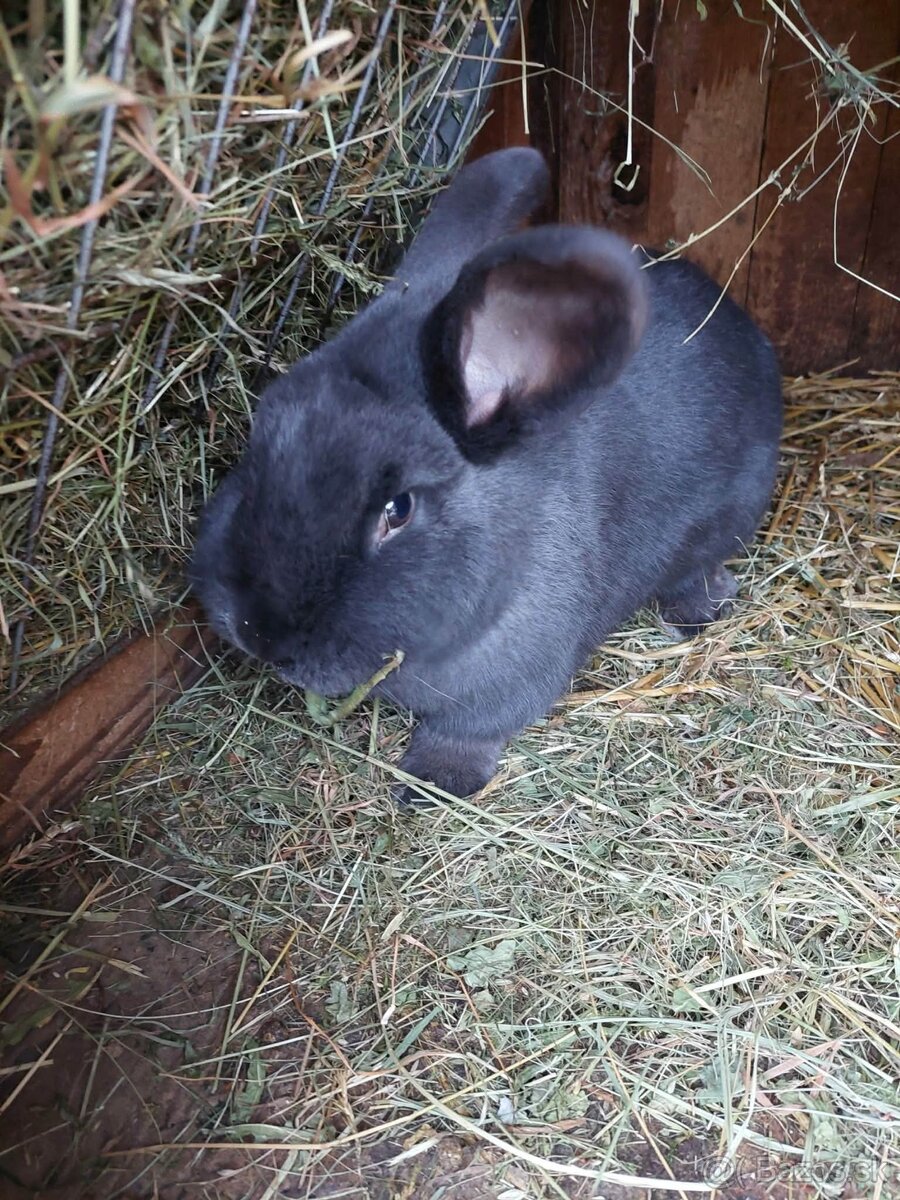 Viedenský modry králik