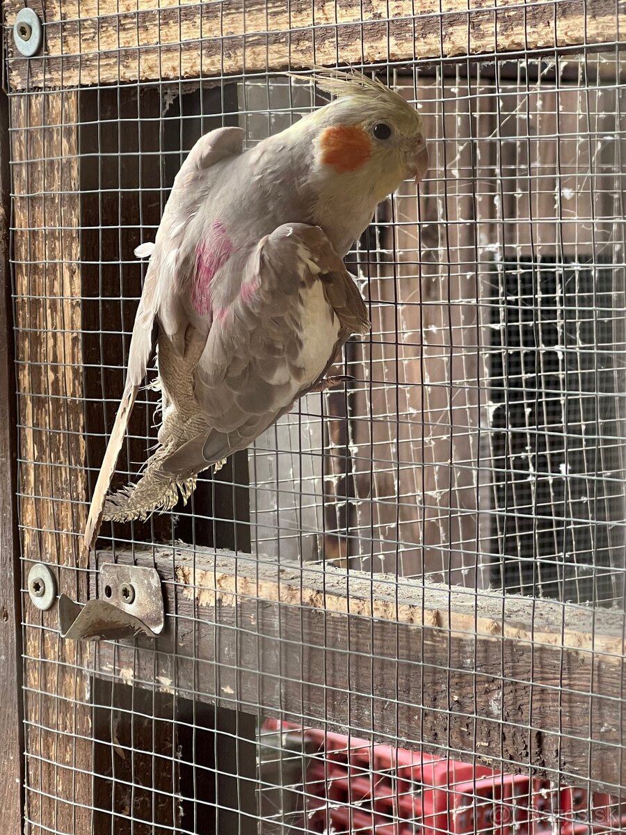 Korela - posledná minuloročná