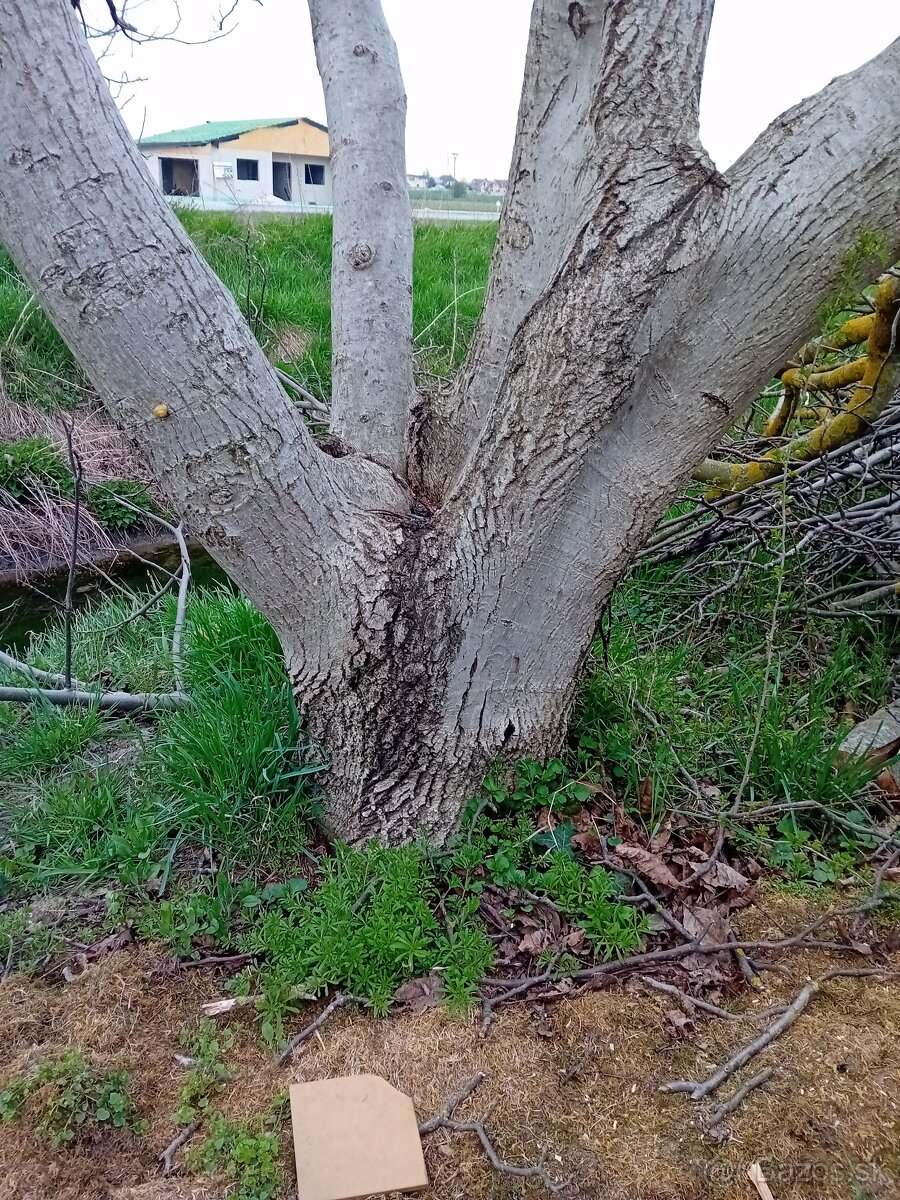 Orechove drevo,haluze