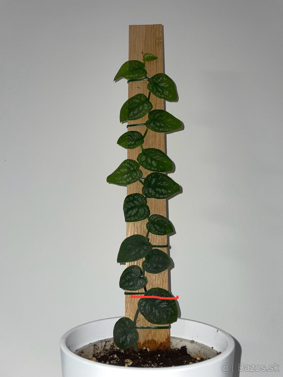Monstera dubia odrezok