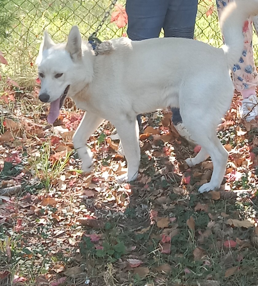 Husky