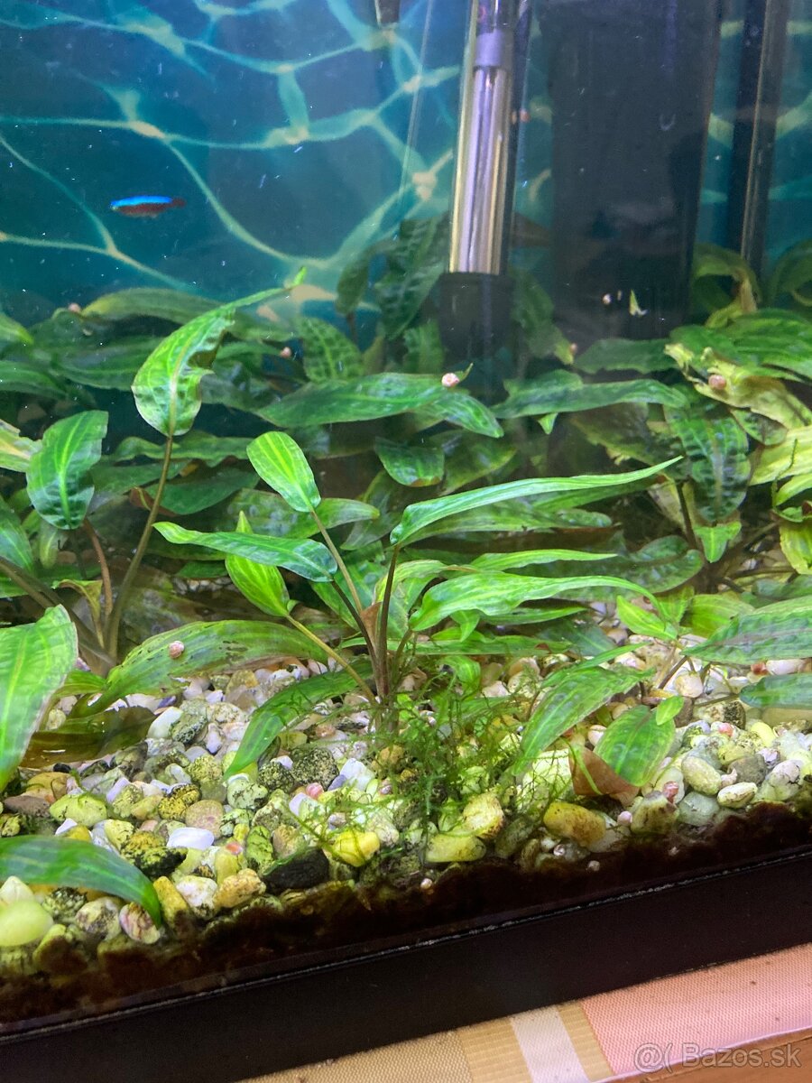 Akvarijne rastliny