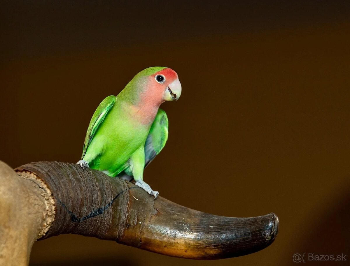 Krotký agapornis