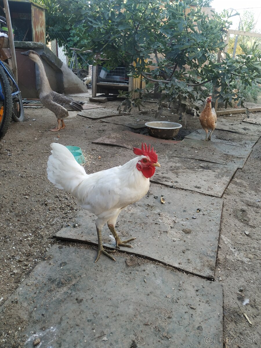 Ayam ketawa - smejúci sa kohút