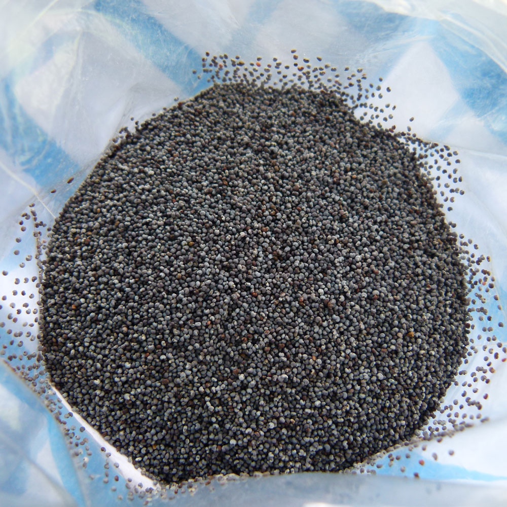 Modrý mak zber 2025