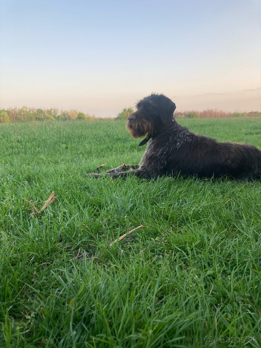 Predám nemeckého drotosrsteho stavača