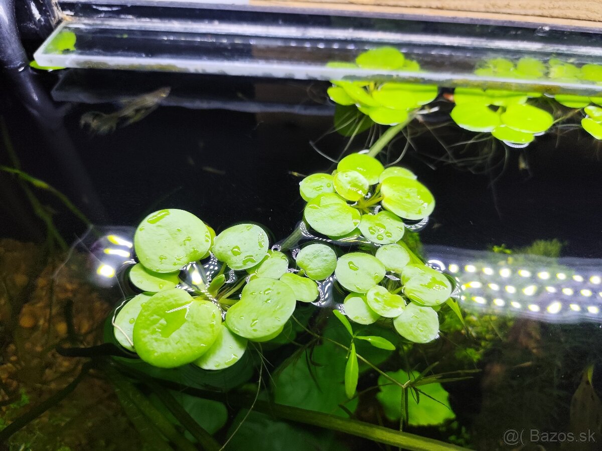 Limnobium laevigatum