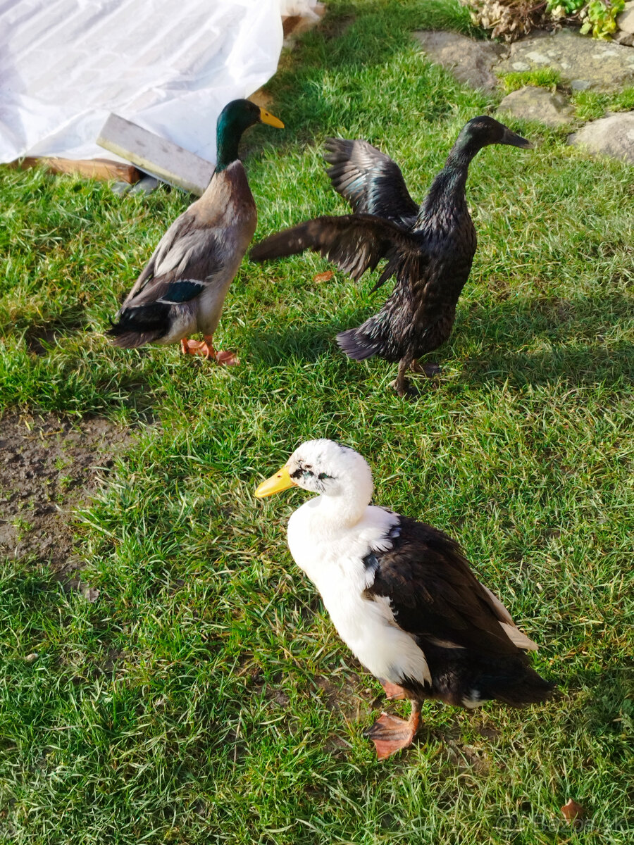 KÚPIM kačičky Indický bežec