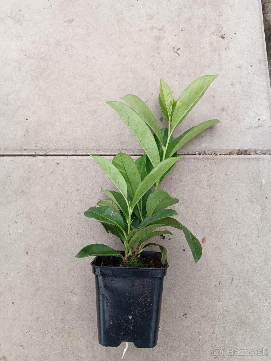 vavrínovca (Prunus laurocerasus).p9 0.95 euro