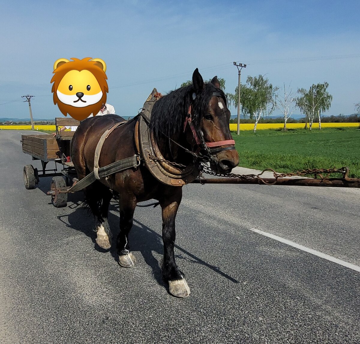 Predám ťažného VALACHA s PAPIERMI O originál MURANSKY NOR