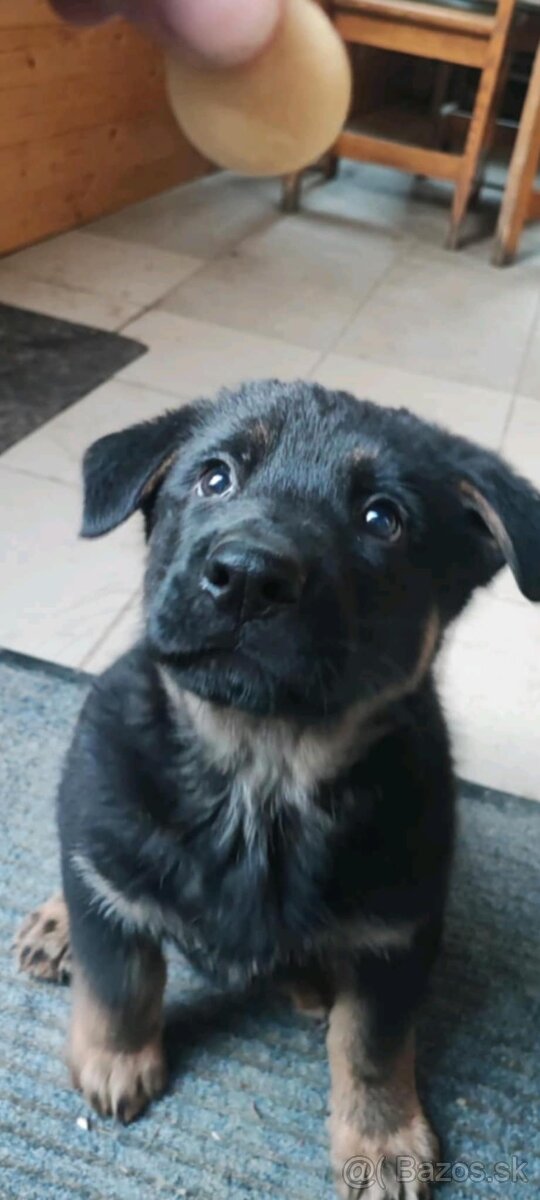 Nemecky ovčiak šteniatko